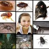 The Local Pest Control