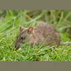Solution Pest Control