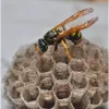 Pest Control Bournemouth